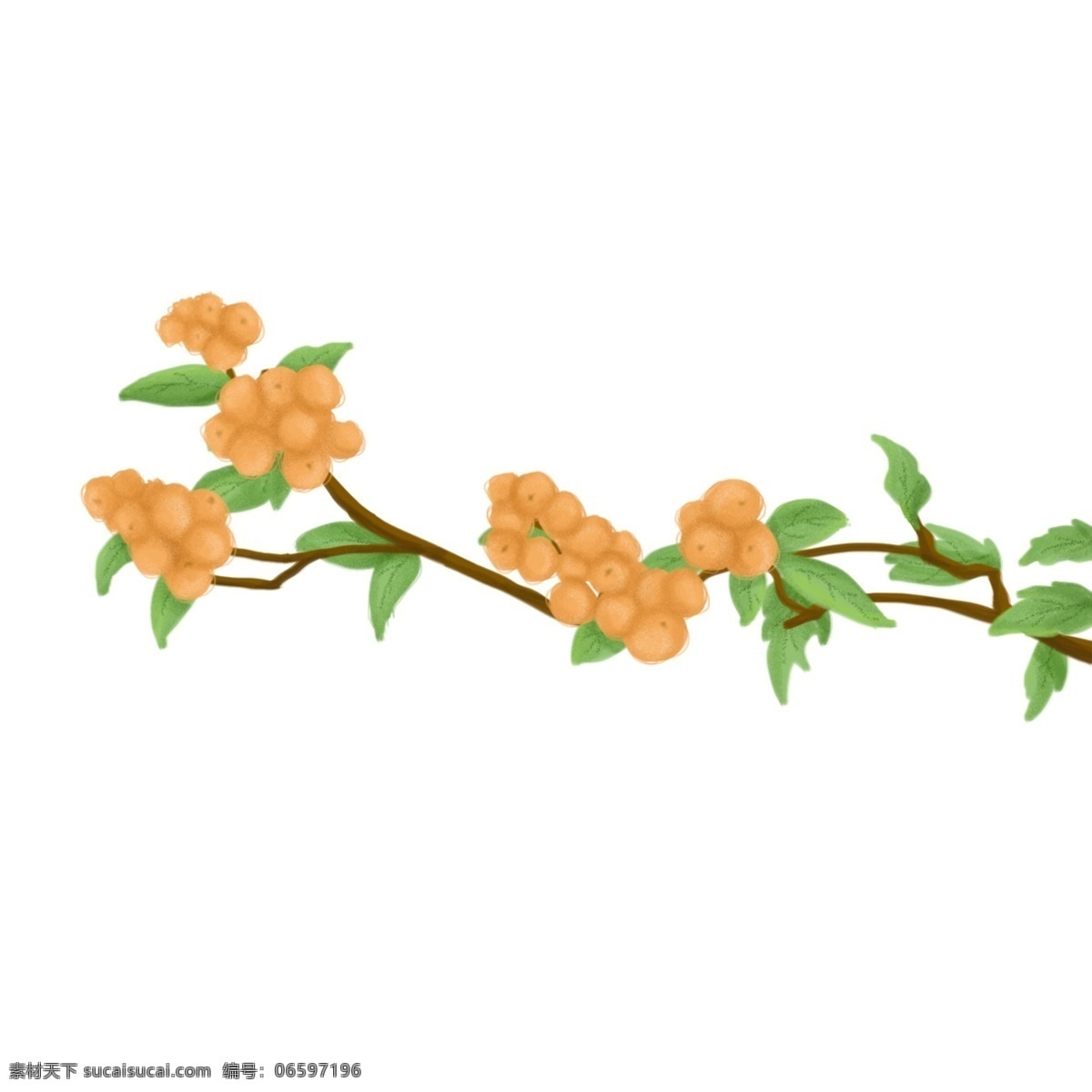 春天 夏天 枇杷 果 手绘 插画 树叶 树枝 植物 户外 野外 场景 枝叶 劳动节