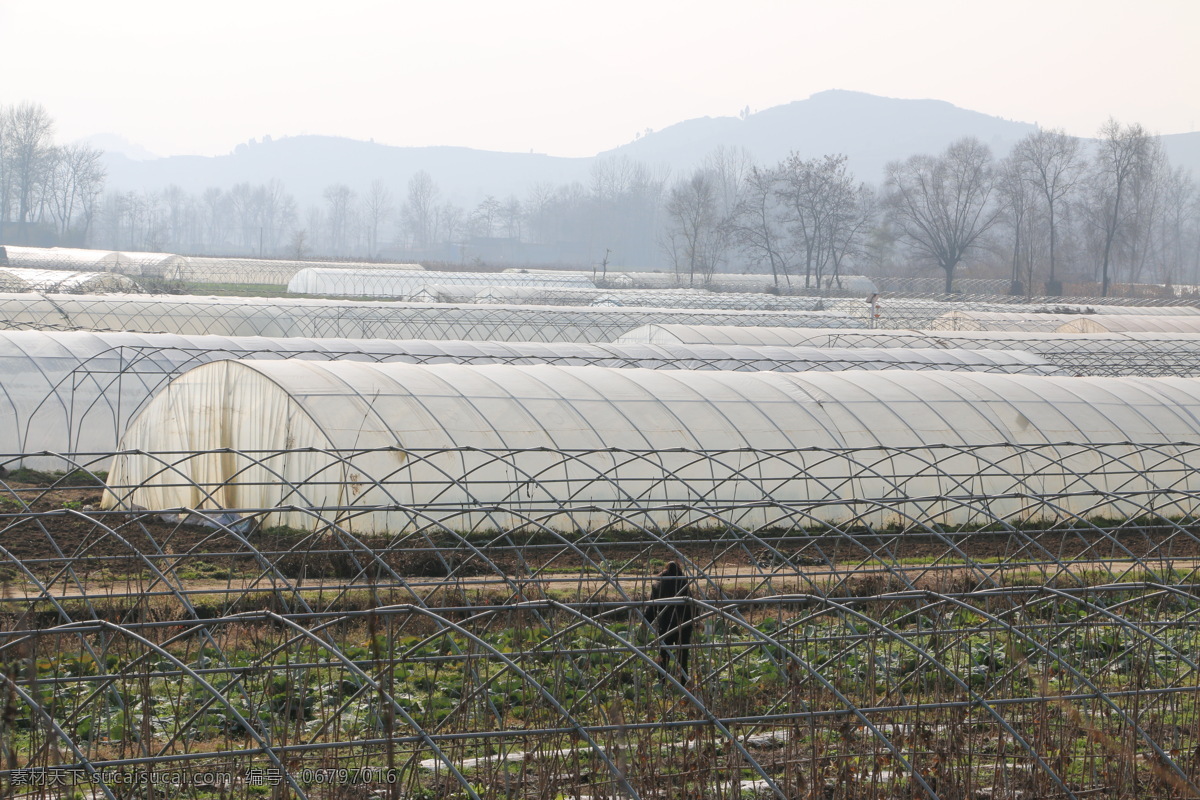 蔬菜大棚 蔬菜 大棚 无公害蔬菜 田地 风景 生物世界