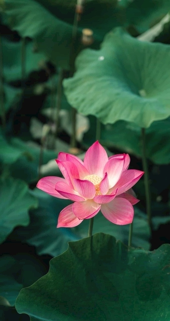 荷花图片 荷花 植物 花 花田 鲜花 绿叶 叶子 花瓶 插花 红色 紫色 粉色 粉嫩 清新 绿色 生机 装饰
