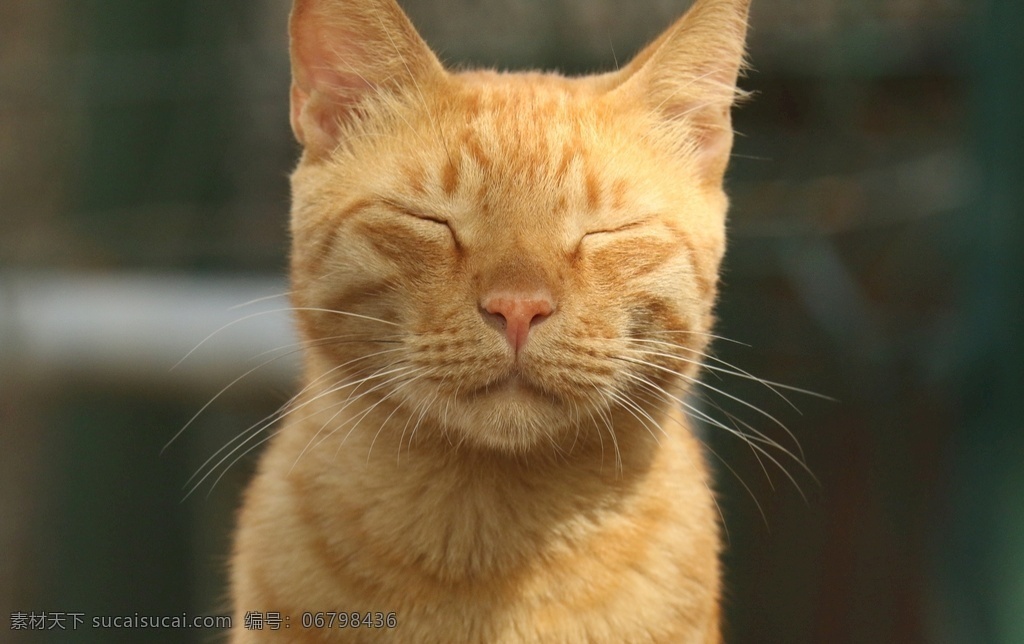 猫 宠物 动物 小猫 猫咪 家猫 萌宠 黄猫 喵星人 慵懒 夏天 睡觉橘猫 生物世界 家禽家畜