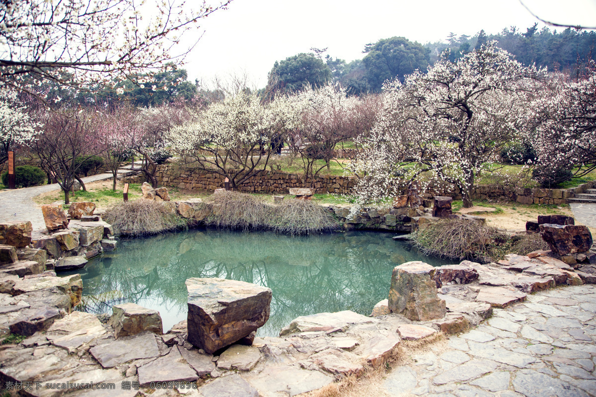 园林风景 梅林 风景 风景摄影 梅林风景 梅花 风光摄影 梅花园 香雪海 梅园 梅树 腊梅 公园 园林 园林环境 自然景观 自然风景