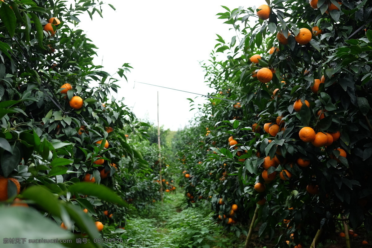 广西沃柑图片 广西 沃柑 水果 经济作物 柑橘 桔子 生活百科 生活素材