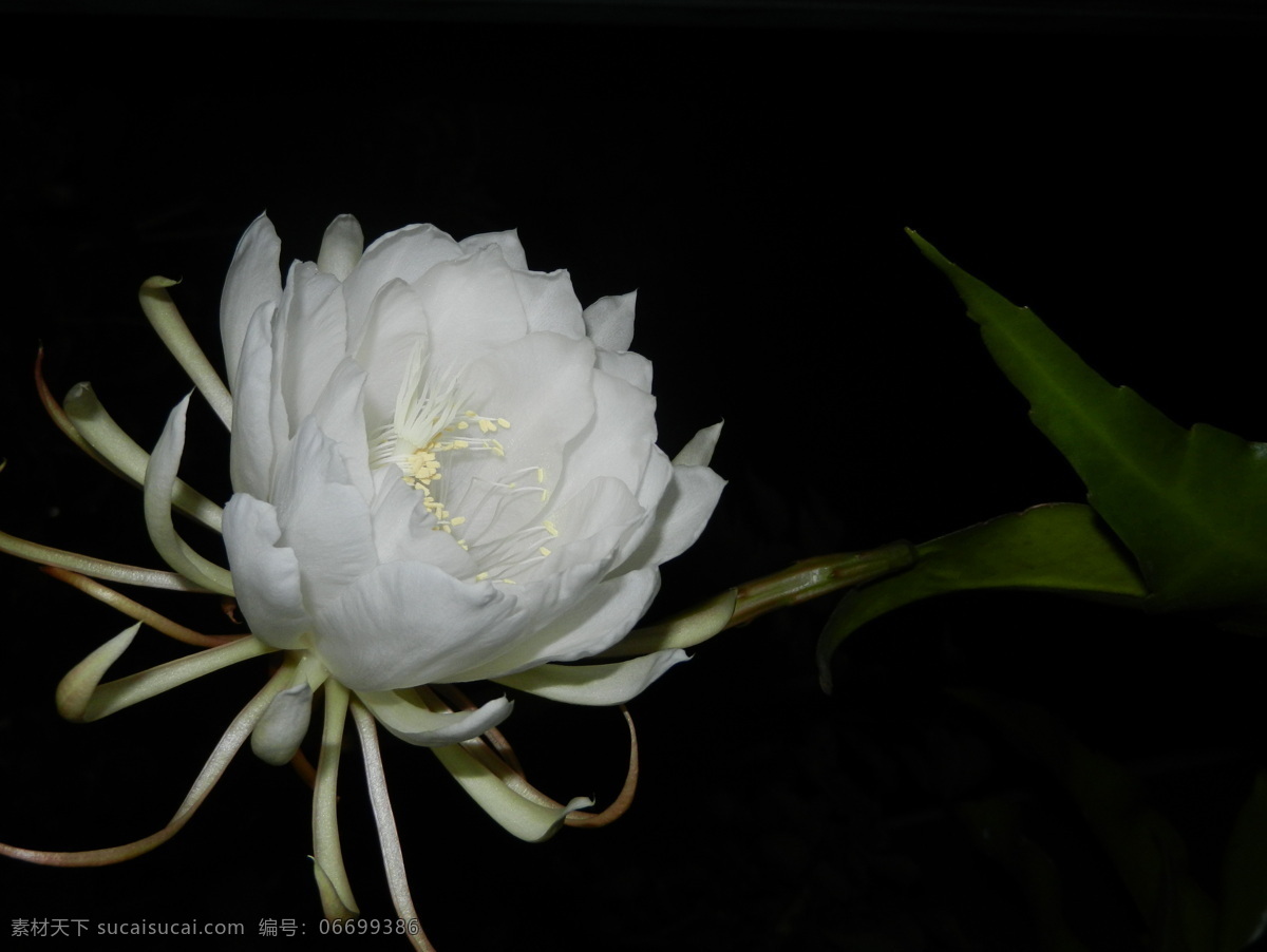 昙花 花卉 摄影图片 生物世界 花草