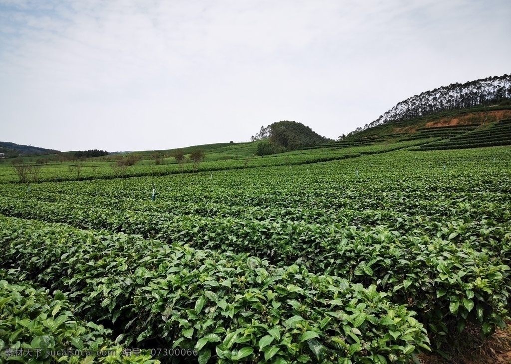 茶园 茶叶 英红九号 春天 茶厂 田园 绿叶 旅游摄影 国内旅游