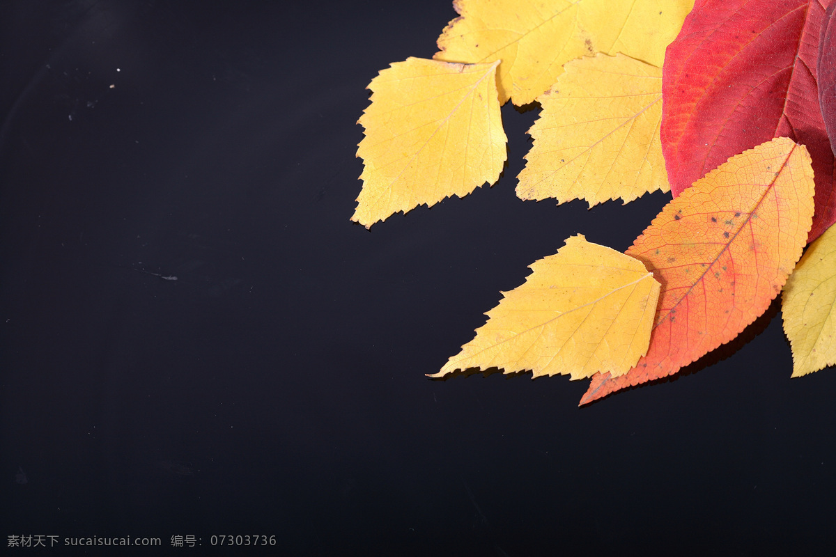 黄色 红色 落叶 红叶 秋天落叶 叶子 叶片 秋天主题 美丽自然风景 花草树木 生物世界
