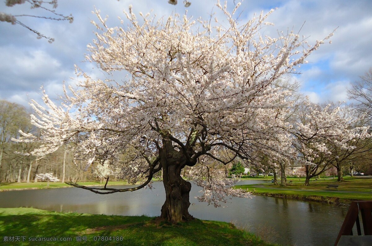 美丽的樱花 樱花 美丽 花朵 盛开 洁白 河边 自然生物 生物世界 树木树叶