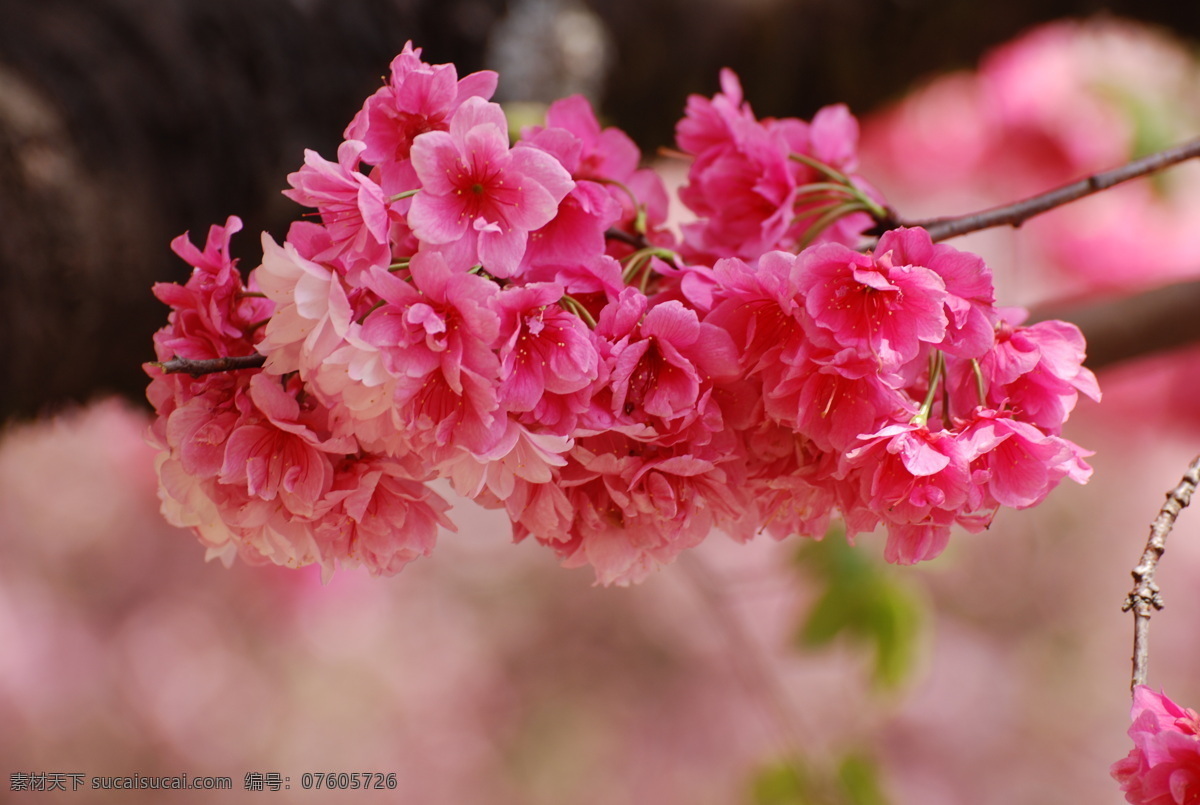 高清 鲜艳 樱花 花卉 花朵 花草 花 粉色