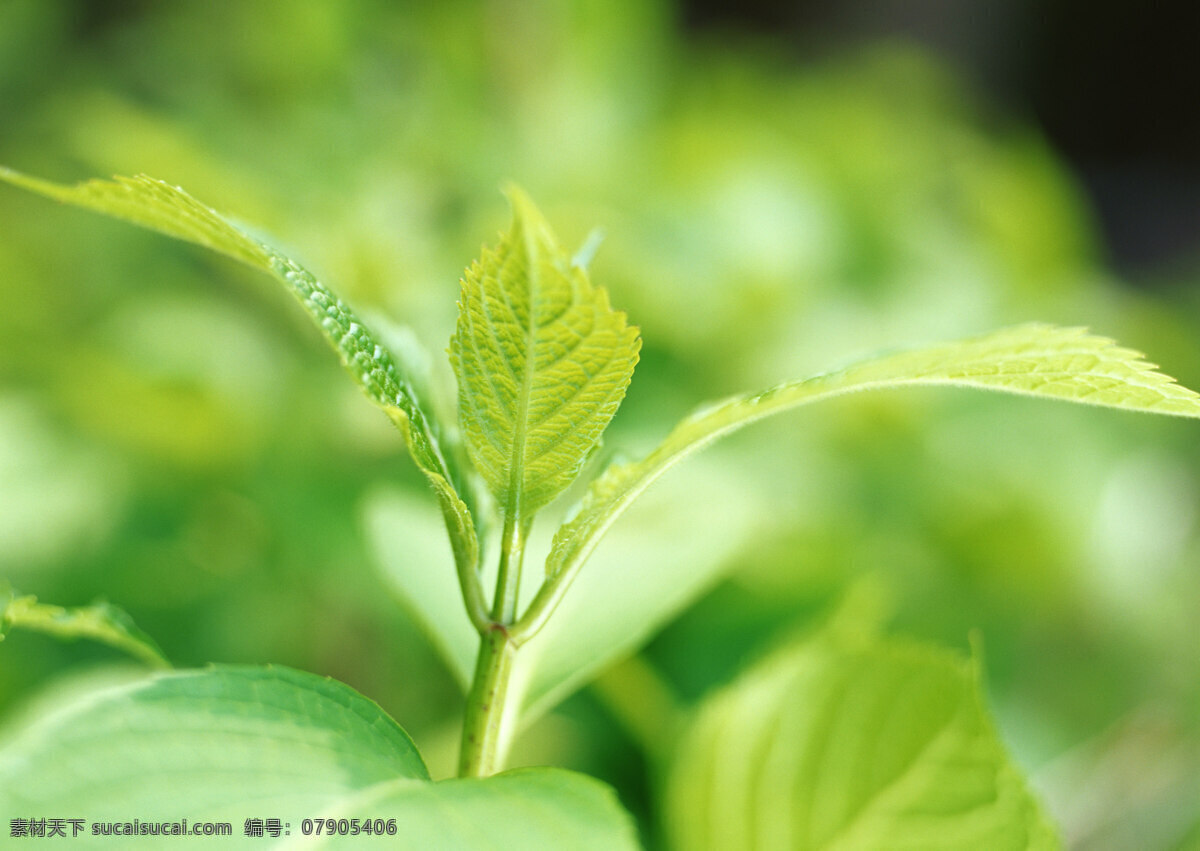 绿叶 树叶 绿色 新鲜 清新 叶子 绿意 树木树叶 生物世界 植物 春天 绿色环境 高清图片 花草树木