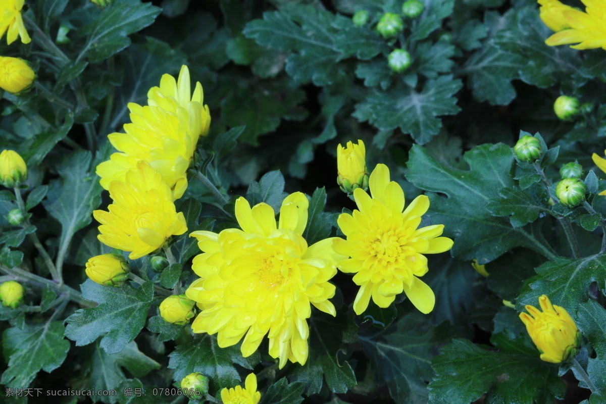 观赏花卉 秋菊 园艺 花卉素材 寿客 金英 黄华 陶菊 花卉 花儿 花草 花朵 花瓣 花蕊 菊菊花 生物世界