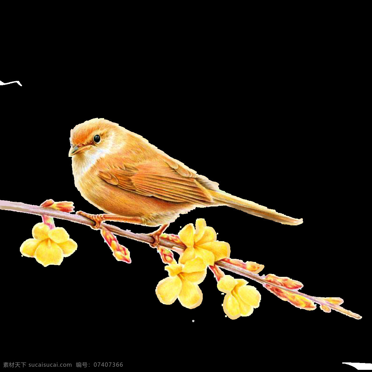 黄鹂 鸟 国风 插画 卡通 海报 黄鹂鸟 png格式
