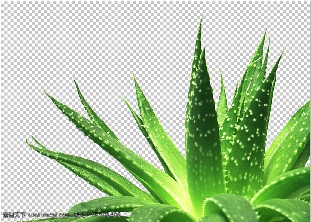 芦荟 芦荟图片 高清晰 植物 盆栽 分层 源文件