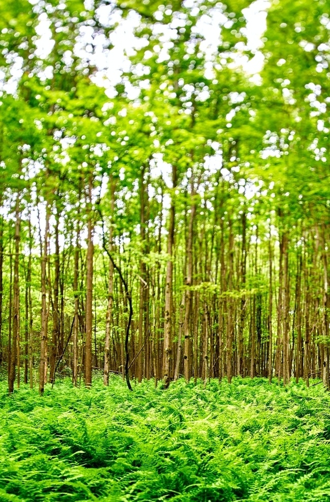 丛林图片 丛林 森林 树林 树木 树叶 树冠 树枝 绿色世界 风景 自然景观 自然风景