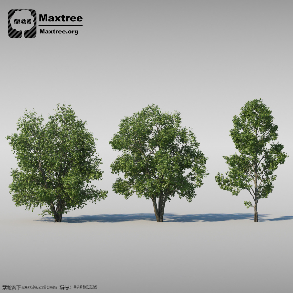 青翠 树木 组合 模型 模型素材 3d模型 3d渲染 效果图 大树模型