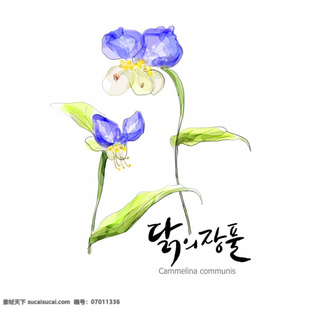 水彩 花卉 插画 源文件 水彩插画 手绘植物 花卉素材 花朵