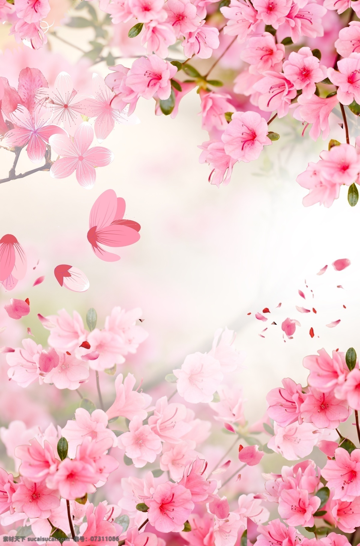 粉色 樱花节 唯美 背景 樱花 樱花季 浪漫 花朵 散落 落花