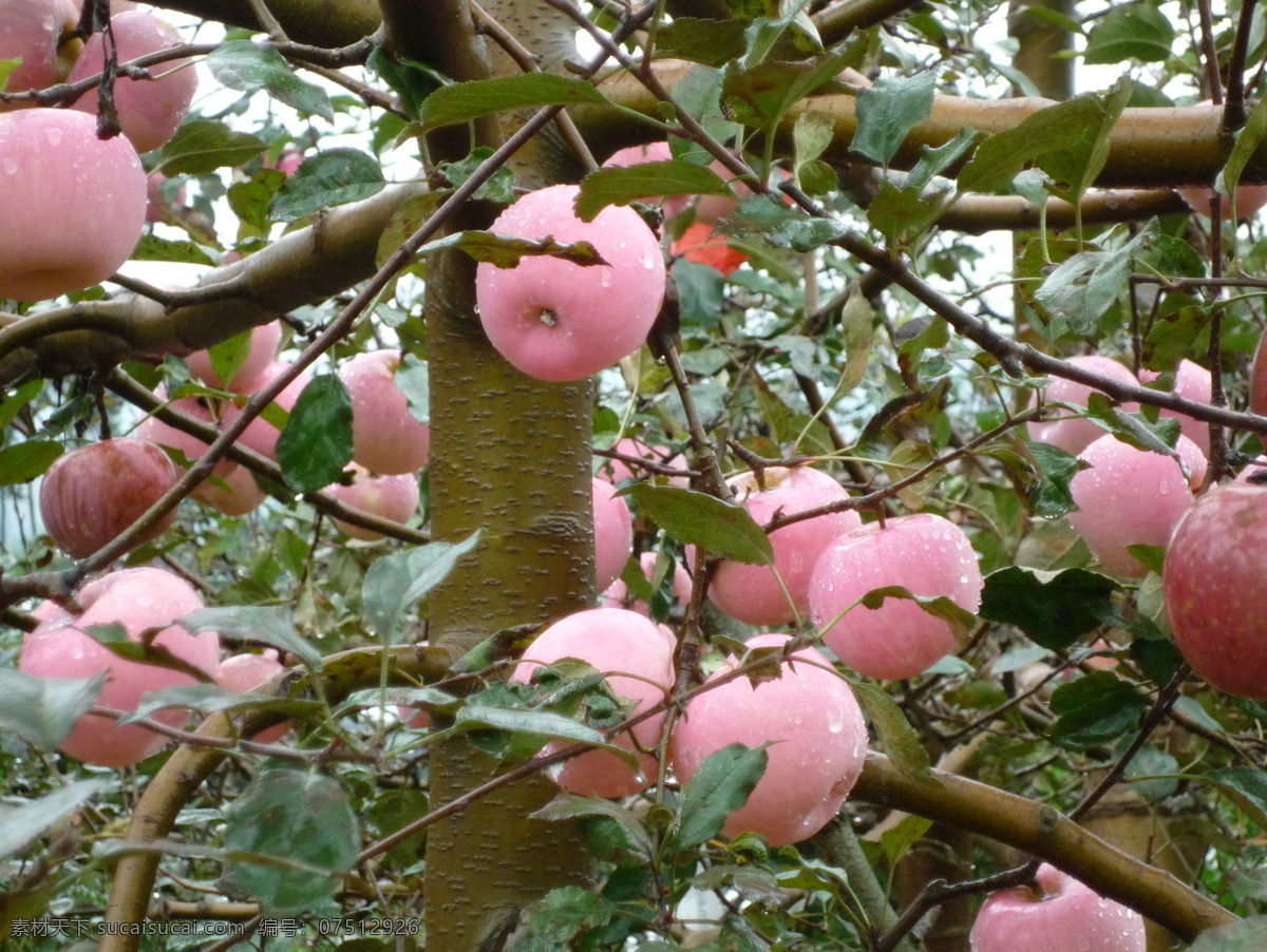 果树 果园 生物世界 水滴 水果 水珠 昭通 苹果 昭通苹果 大红苹果 滴水的苹果 粉红苹果 psd源文件