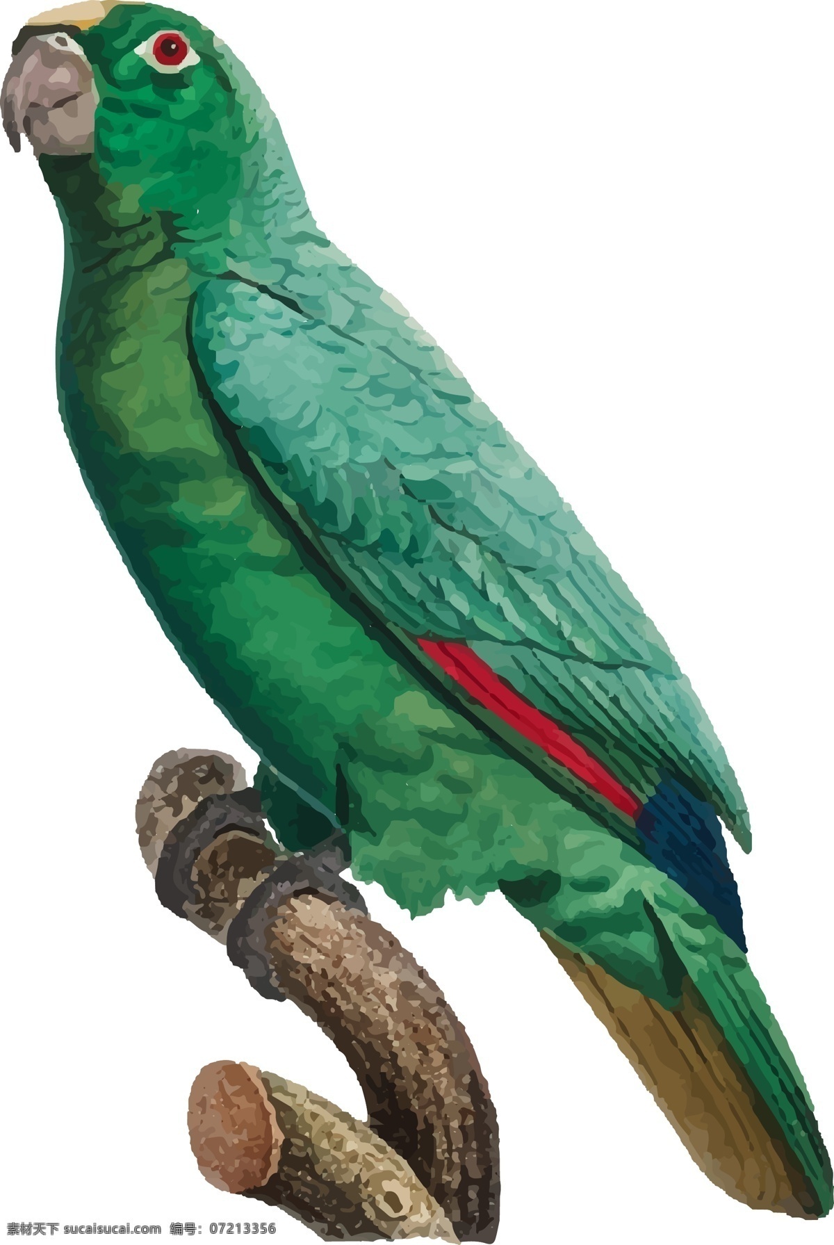 鸟类 鹦鹉 手绘 矢量 彩色 绿色 元素
