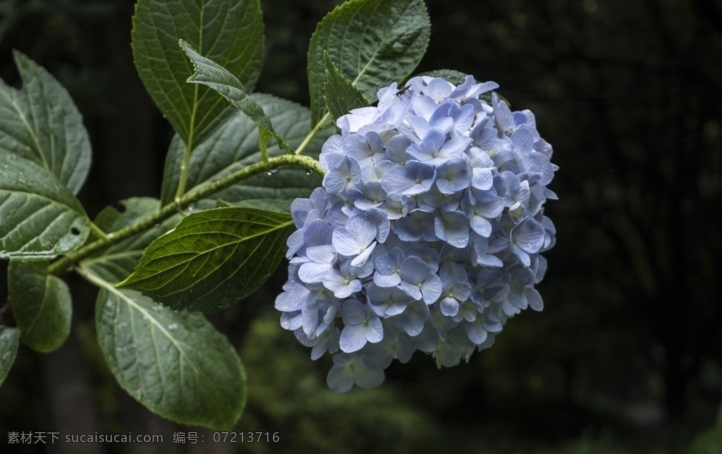 绣球花 八仙花 紫阳花 七变花 粉团花 洋绣球 虎耳草科 球状花 紫绣球 白绣球 生物世界 花草
