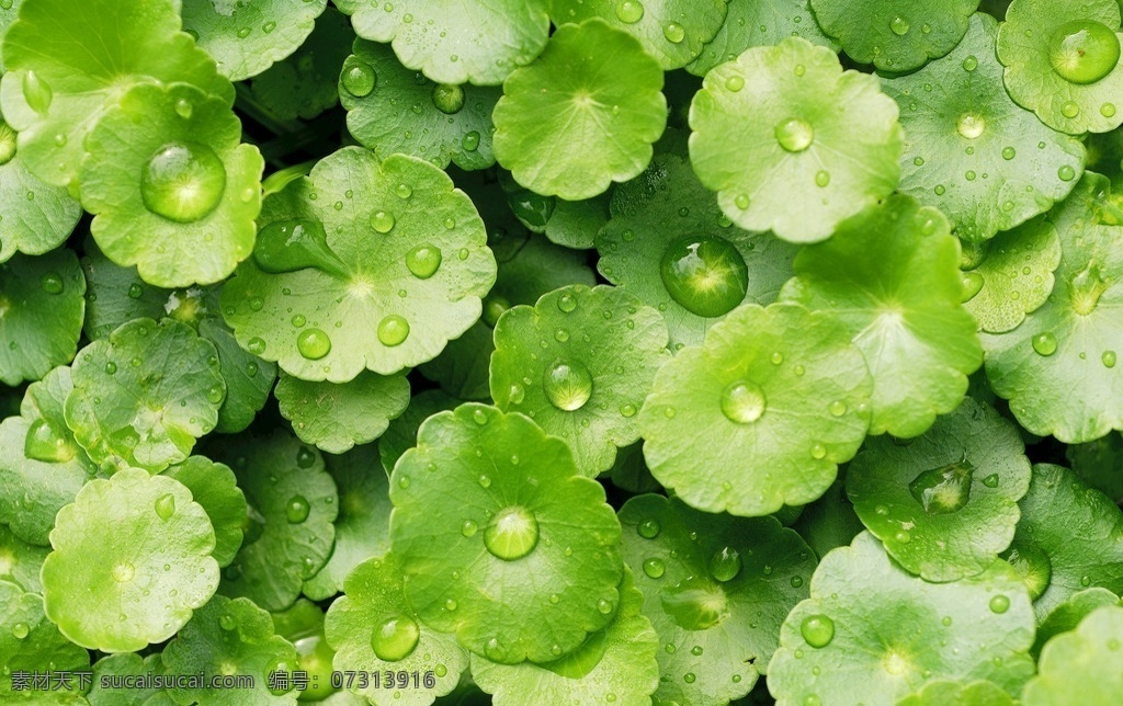 水滴 水珠 自然 水珠珠 露水 水 鲜花 叶子 叶子上露珠 花上露水 鲜花露珠 植物花卉 生物世界 花草