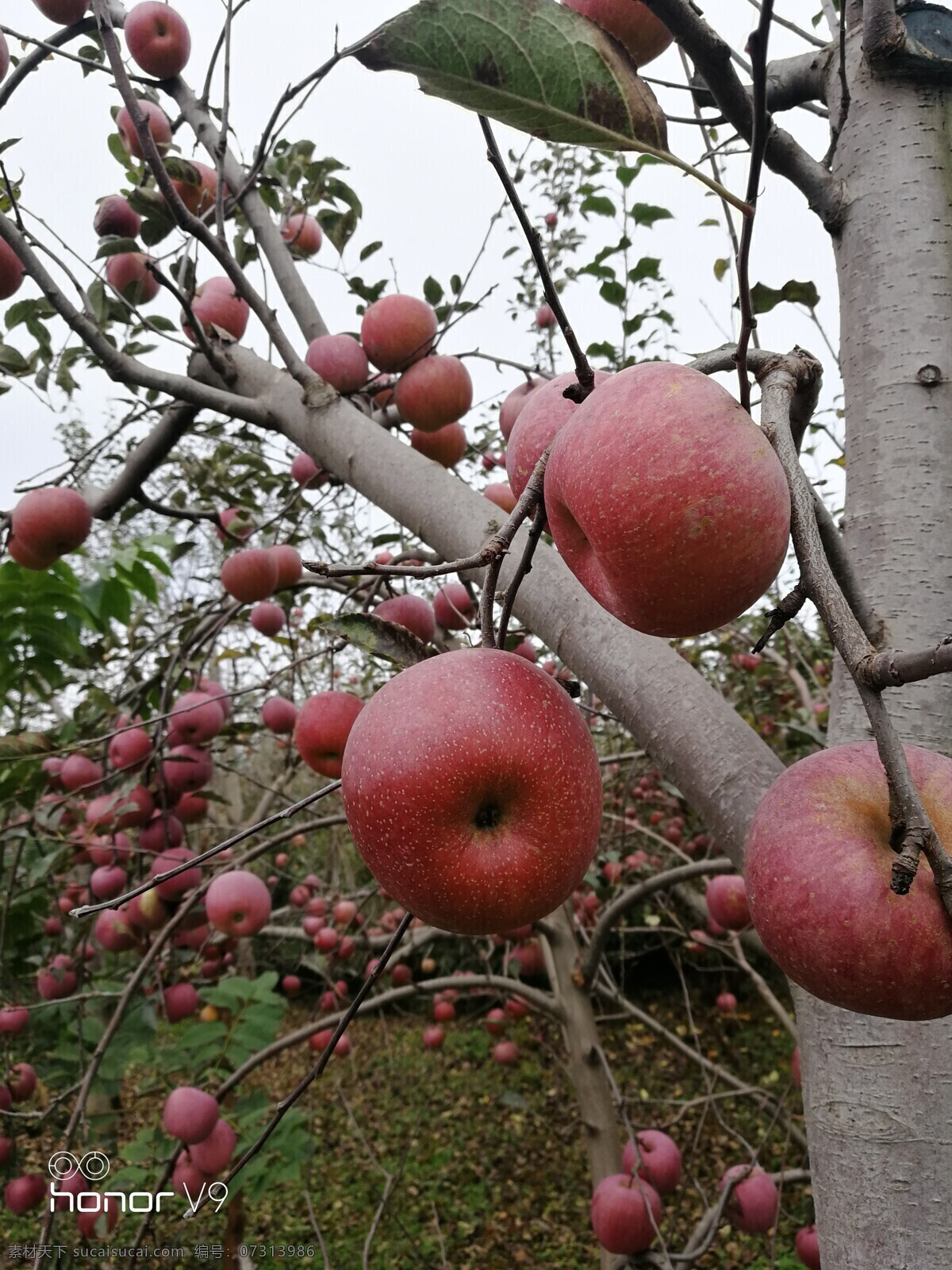 昭通苹果 苹果 红富士 昭通丑苹果 田园 生物世界 水果