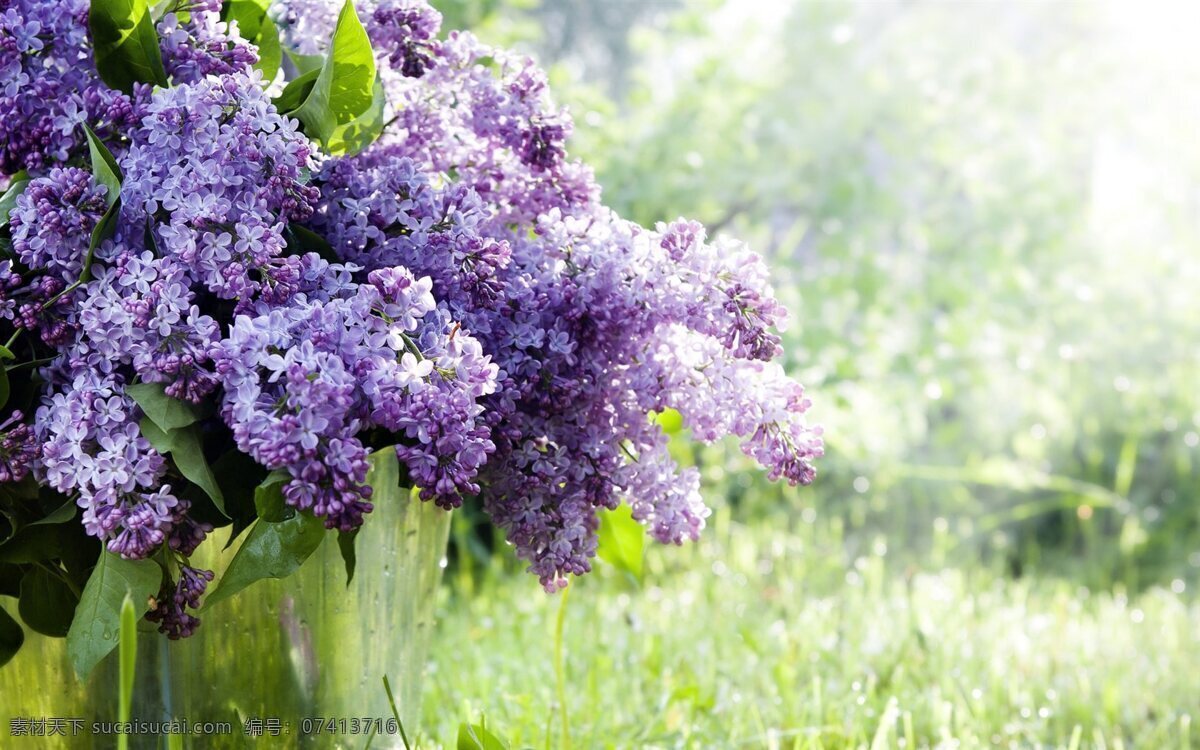 唯美 紫色 风信子 花卉 花朵 花草 花枝