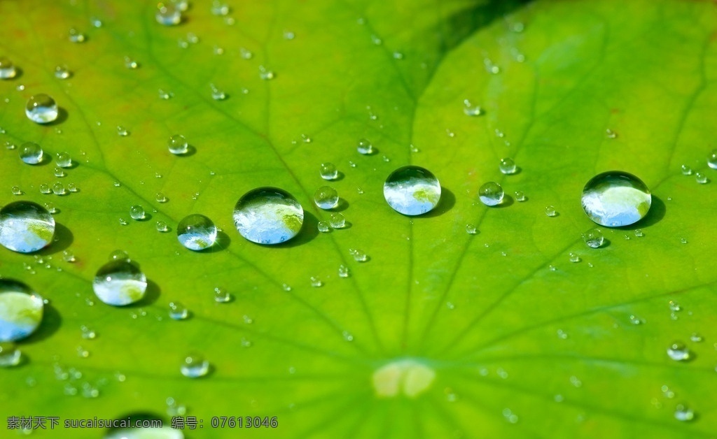 唯美 可爱 水珠 荷叶 叶面 露水 自然景观 自然风景