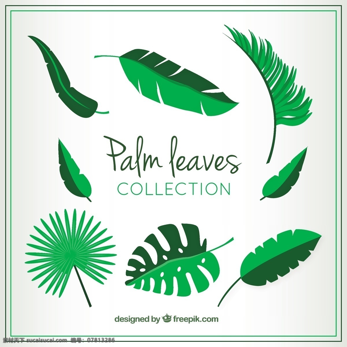棕榈叶的种类 手 自然 绿色 叶 手画 热带 图 棕榈 绿叶 植物 品种 异国 棕榈叶 植被 白色