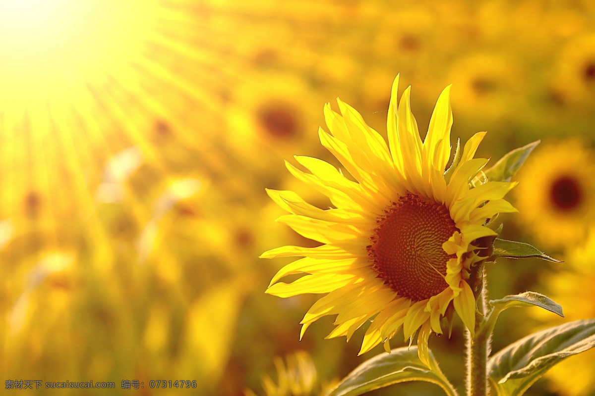 美丽 向阳花 装饰画 效果图 向日葵 阳光 温暖 滋润 装饰图