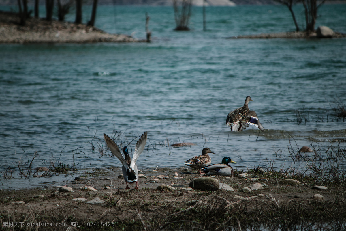 河边 池塘 一群 鸭子 家畜 牲口 牲畜 动物 湖水 鸭子群 自然