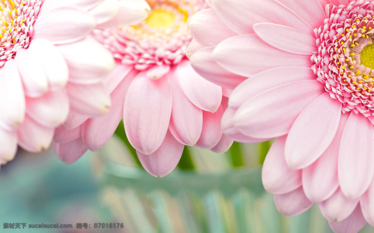 唯美 花儿 绿叶 美丽 粉色 花草 生物世界