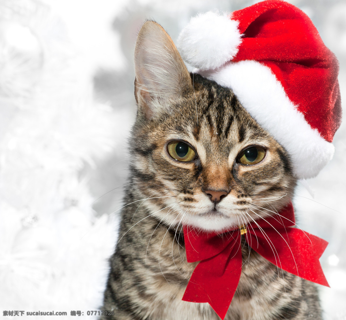 可爱 圣诞 猫 圣诞猫 戴 帽子 圣诞动物 动物 圣诞节 彩球 吊球 雪花 圣诞素材 节日素材 猫咪图片 生物世界