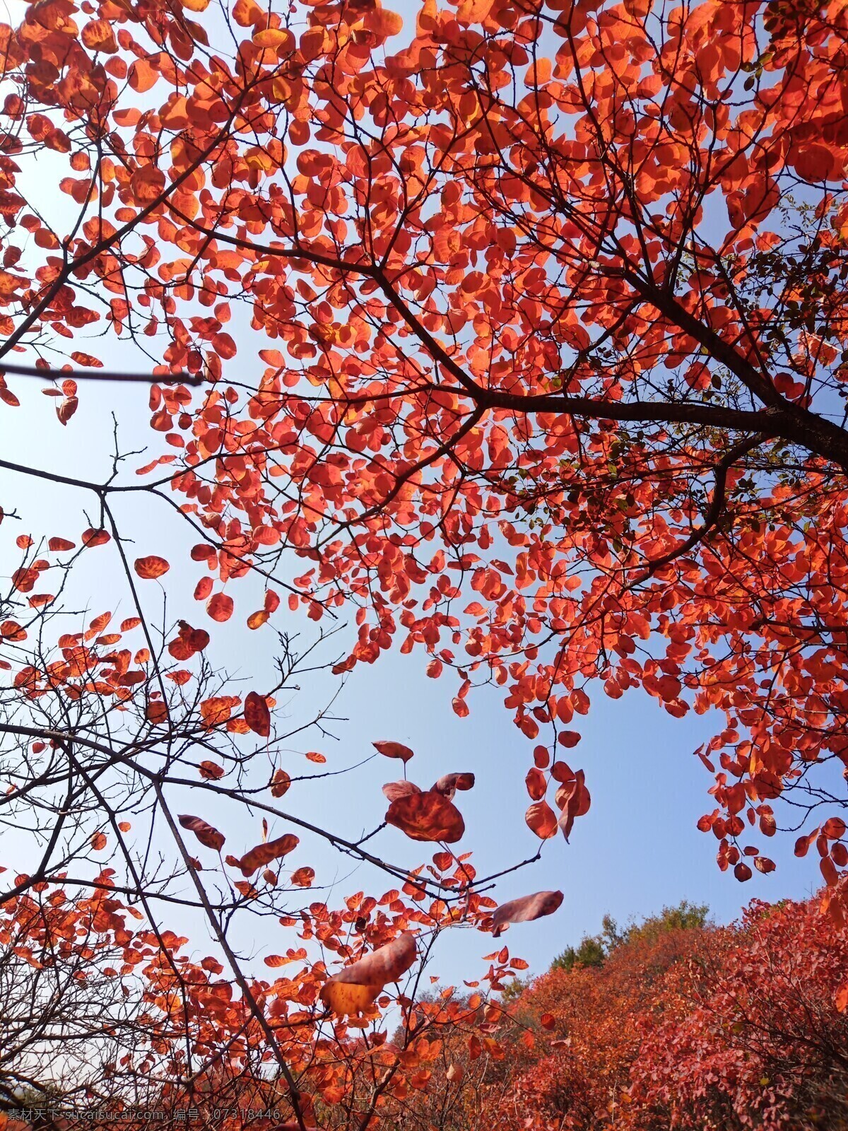 红叶 自然风光 秋天的风景 树叶 山里的红树叶 自然景观 自然风景