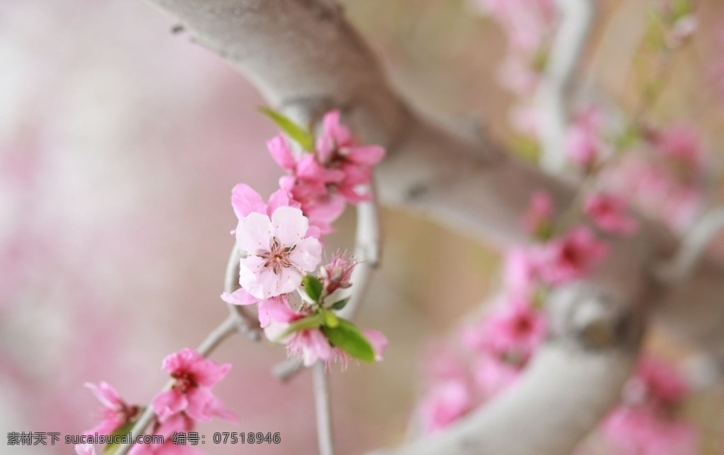 艳丽的桃花 桃花 花朵 桃园 背景 粉色 可爱花朵 桃花特写 生物世界 花草