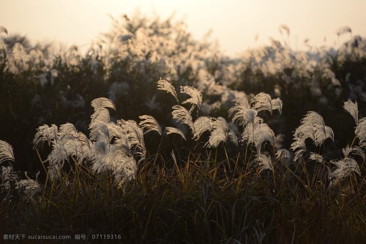 飘荡的芦苇 自然风景 风景 芦苇草