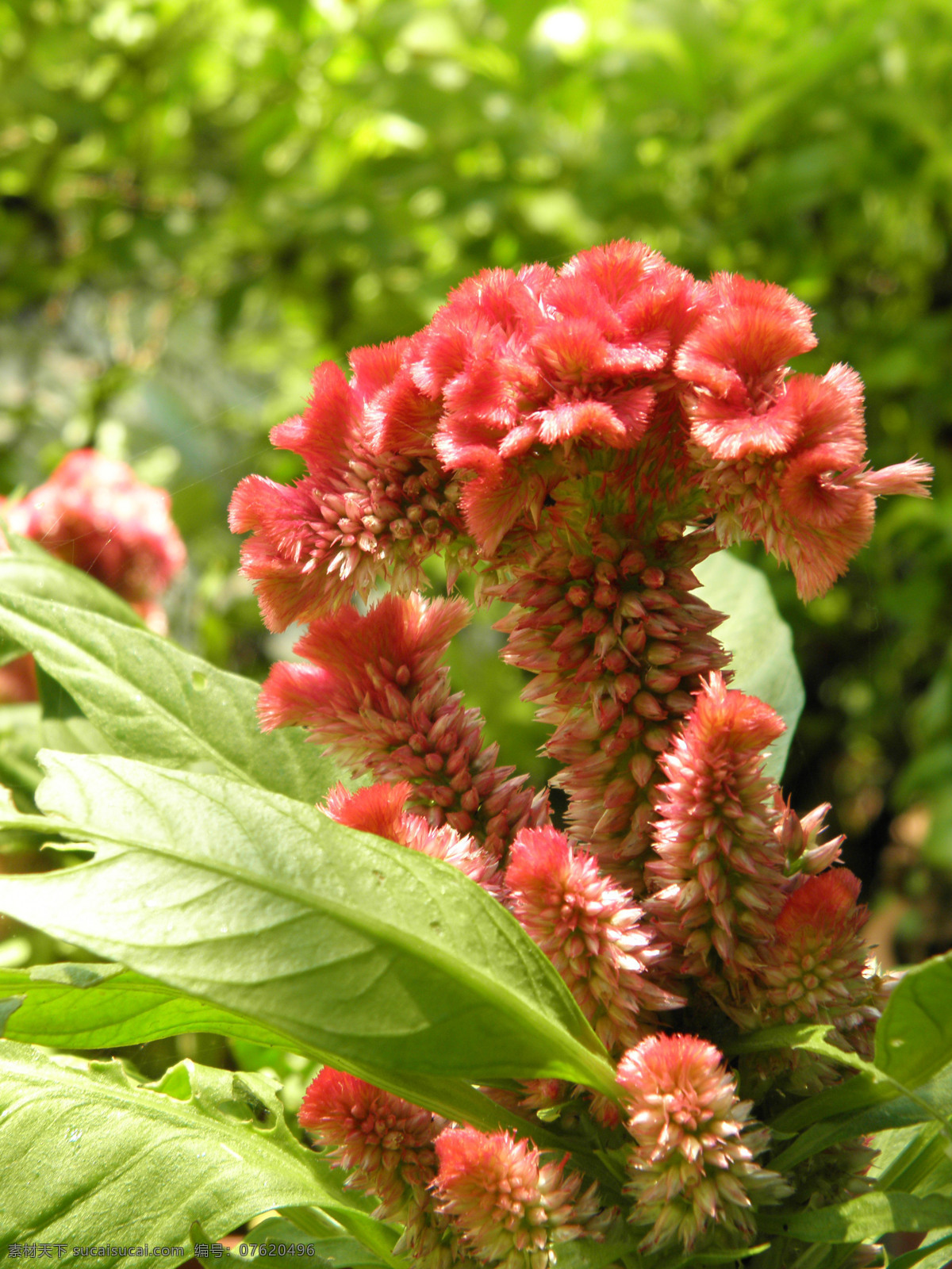 鸡冠花 花卉 红色鸡冠花 绿色植物 植物摄影 自然风景 花卉摄影 自然 植物世界 花草 生物世界
