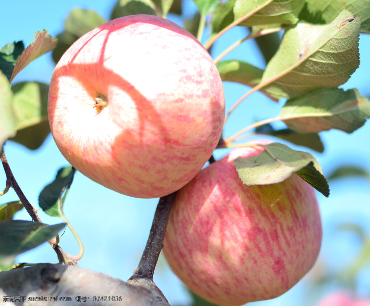 水果 苹果 红富士 陕西苹果 陕西红富士 原创水果摄影 生物世界