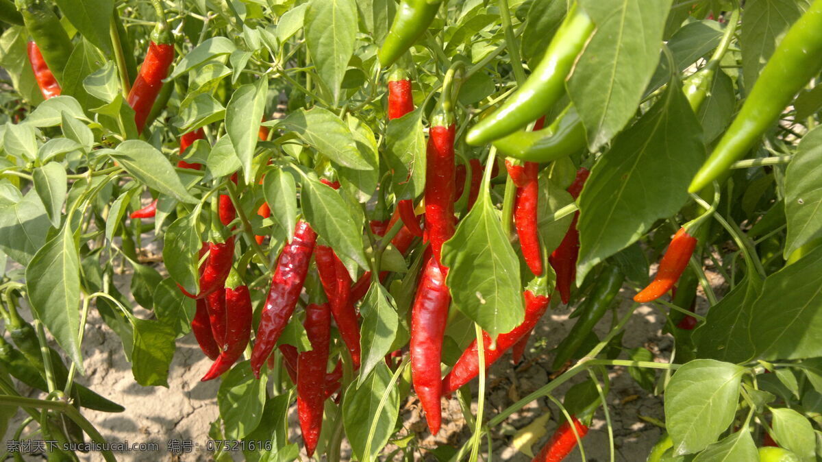 红辣椒 辣椒秧 红色 小辣椒 辣椒成熟 蔬菜 生物世界