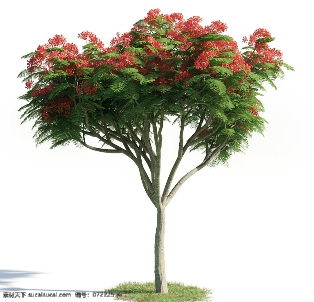 凤凰木 树木模型 园林树木 园林植物 灌木 花模型 植物模型 aimodel 高质量 景观 树木 模型 3d设计 室外模型 max