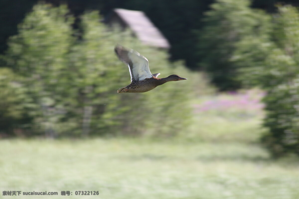 野鸭起飞 野鸭 起飞 自然风景 风景 鸟类 生物世界 灰色