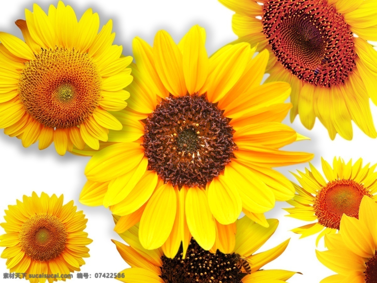 向日葵 向阳花 黄色 花蕊 绿叶 摄影图库 生物世界 花草 分层 源文件