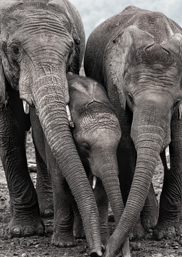 动物园 非洲象 非洲大象 动物 野生动物 亚洲象 大象照片 大象摄影 大象高清 大象特写 大象摆拍 生物世界