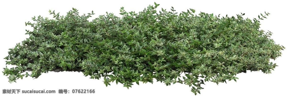 高清 植物群落 高清植物 红花 设计师 树 装饰素材 园林景观设计
