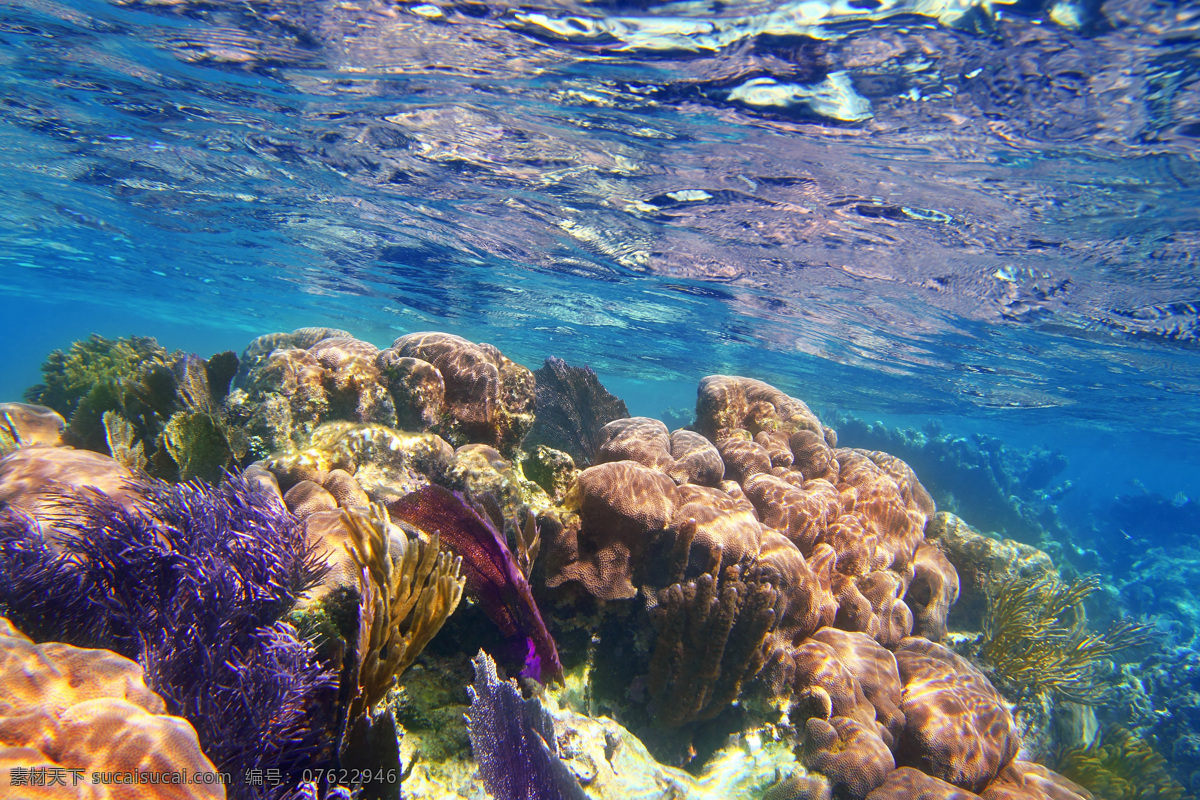 水下 珊瑚 植物 海底 礁石 水下摄影 大海图片 风景图片