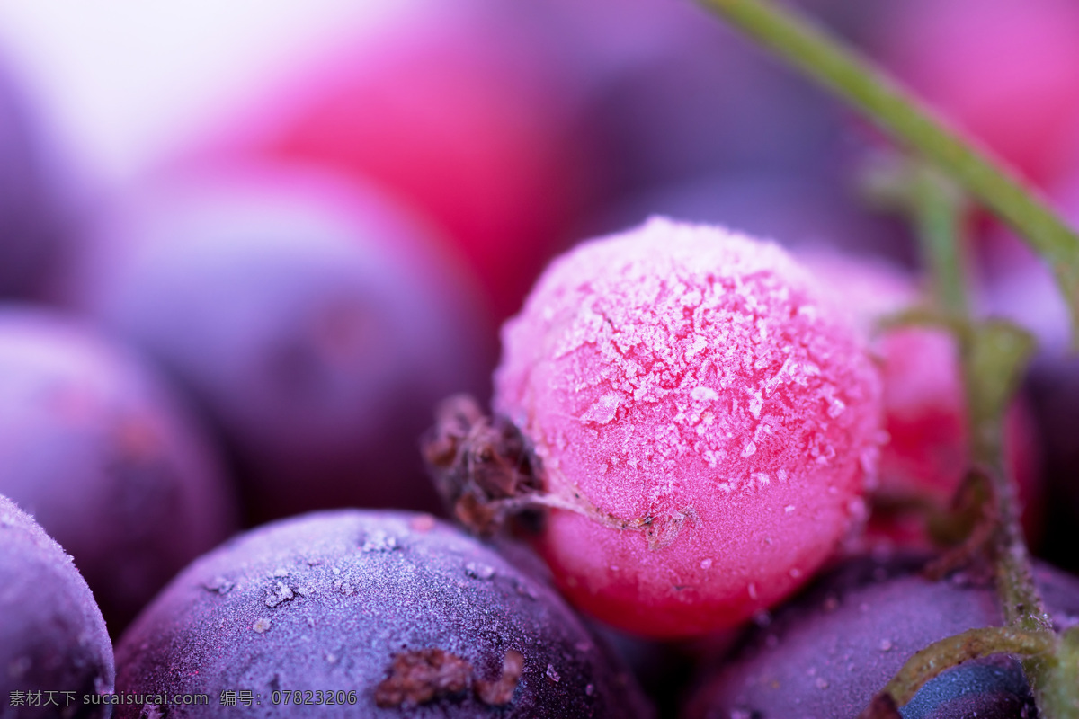新鲜蓝莓 新鲜水果 蓝莓 水果蔬菜 餐饮美食 紫色