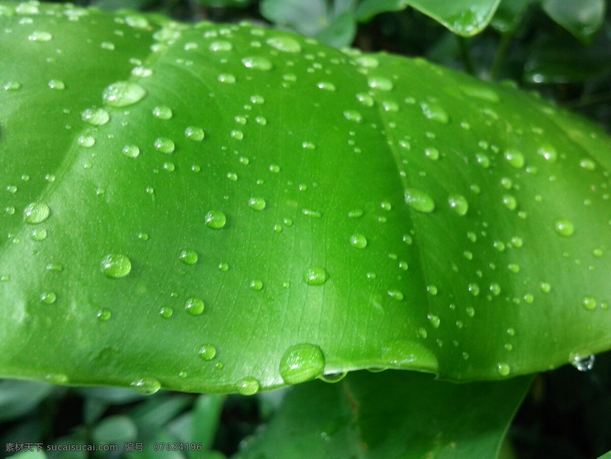 叶子水滴 水珠 绿叶 雨后 自然 植物 生物 绿色 清新 大自然 保护 环境 背景 树木树叶 生物世界