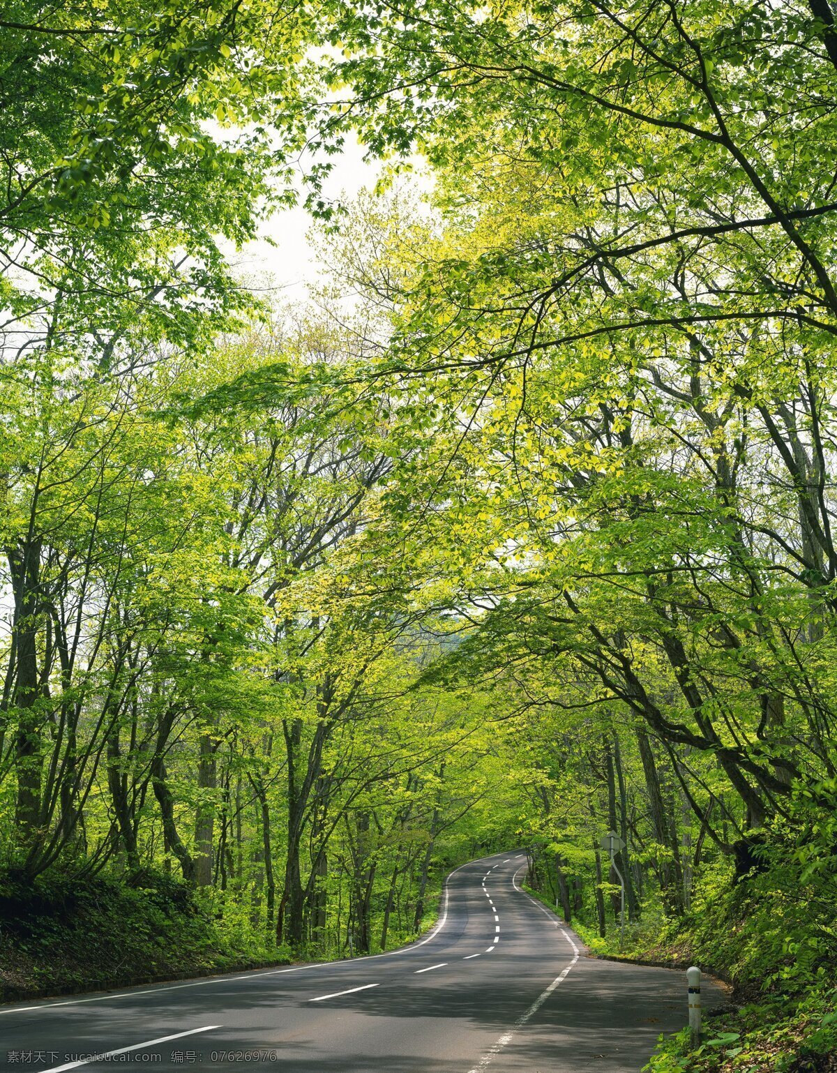 林荫大道 公路 道路 马路 树木 绿色 阴凉 美景 多娇江山 自然景观 自然风景