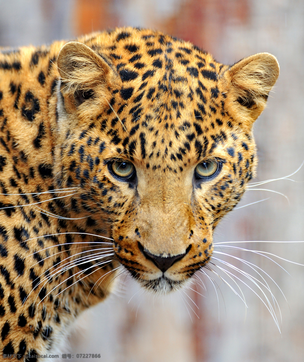 野生动物 素材图片 豹子 豹子摄影 豹子素材 动物素材 动物世界 陆地动物 生物世界