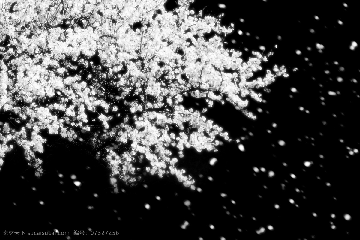 樱花树 抠图 纯背景 黑色