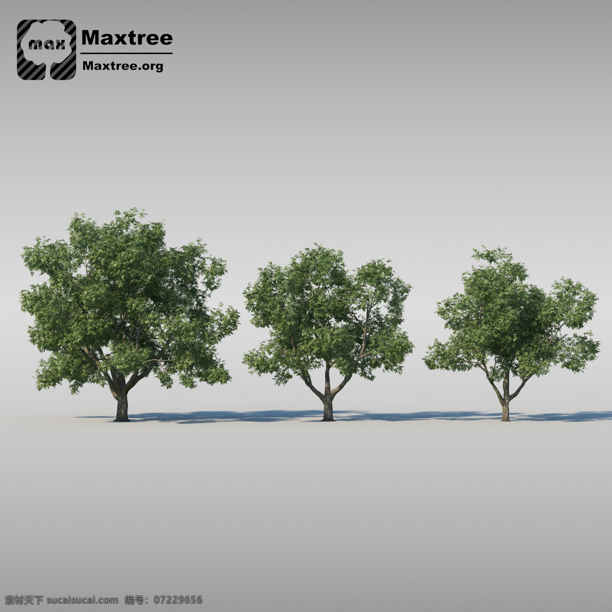 茂盛 杨树 3d 渲染 模型 模型素材 3d模型 3d渲染 效果图 杨树模型