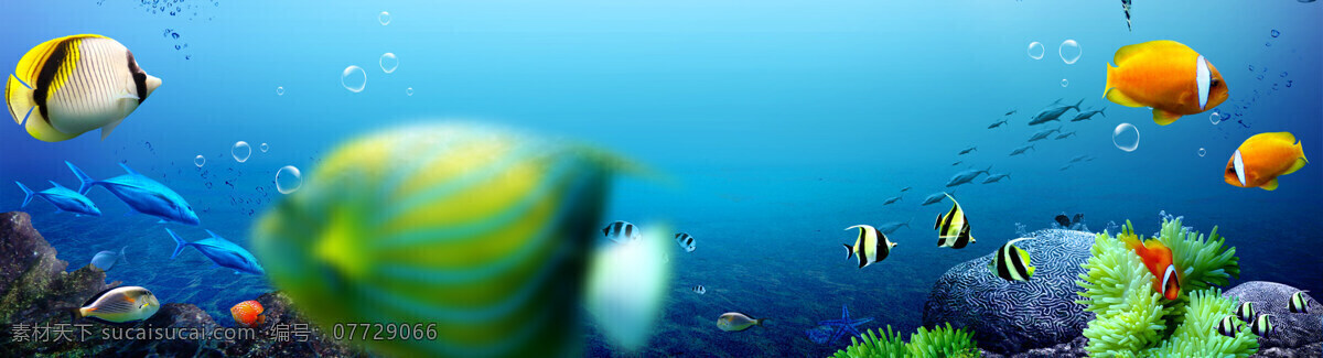 唯美 海底 世界 背景 banner 蓝色 小丑鱼